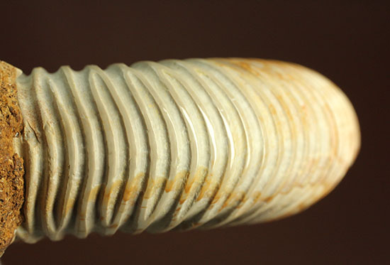 理想的な肋模様を有する、マダガスカル産ペリスフィンクテスアンモナイト(Perisphinctes)（その2）