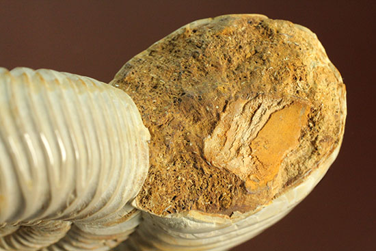 理想的な肋模様を有する、マダガスカル産ペリスフィンクテスアンモナイト(Perisphinctes)（その3）