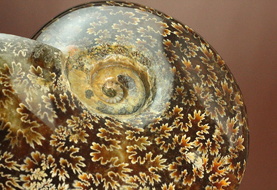 遊色効果＆明瞭すぎるほど明瞭な縫合線模様がコンビを組んだ！マダガスカル産アンモナイト（Ammonite）（その1）