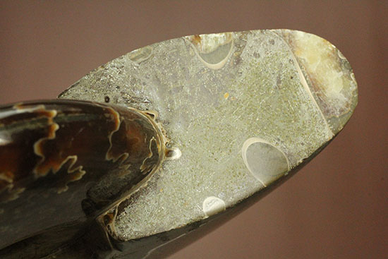 遊色効果＆明瞭すぎるほど明瞭な縫合線模様がコンビを組んだ！マダガスカル産アンモナイト（Ammonite）（その12）