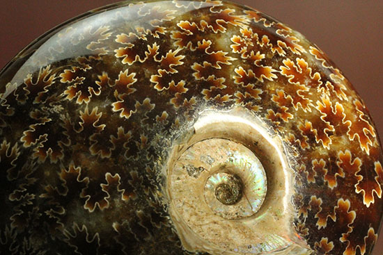 遊色効果＆明瞭すぎるほど明瞭な縫合線模様がコンビを組んだ！マダガスカル産アンモナイト（Ammonite）（その13）