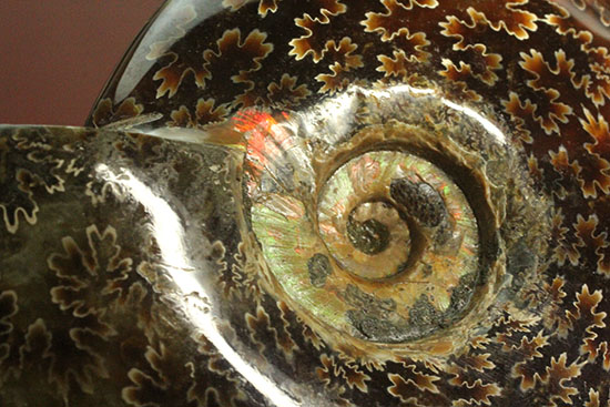 遊色効果＆明瞭すぎるほど明瞭な縫合線模様がコンビを組んだ！マダガスカル産アンモナイト（Ammonite）（その15）