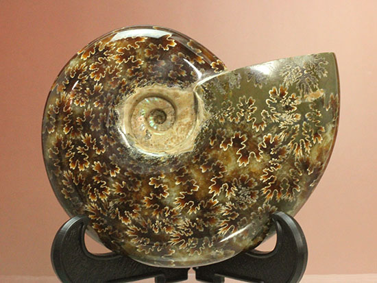 遊色効果＆明瞭すぎるほど明瞭な縫合線模様がコンビを組んだ！マダガスカル産アンモナイト（Ammonite）（その3）