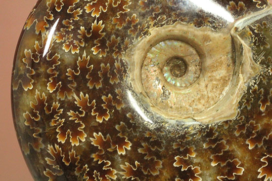 遊色効果＆明瞭すぎるほど明瞭な縫合線模様がコンビを組んだ！マダガスカル産アンモナイト（Ammonite）（その4）