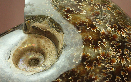 遊色効果＆明瞭すぎるほど明瞭な縫合線模様がコンビを組んだ！マダガスカル産アンモナイト（Ammonite）（その7）