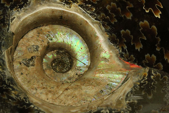 遊色効果＆明瞭すぎるほど明瞭な縫合線模様がコンビを組んだ！マダガスカル産アンモナイト（Ammonite）（その9）