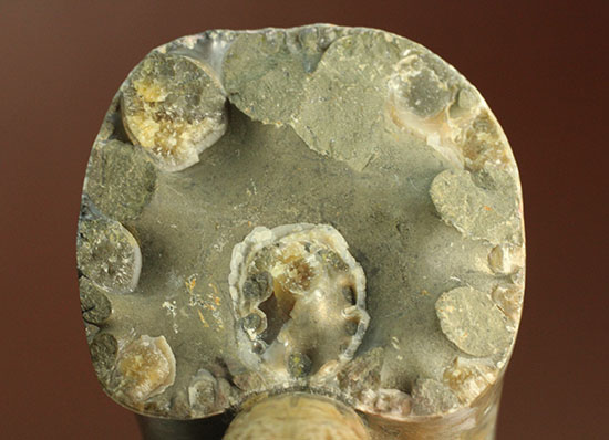 謎の化石(リツイテスと思われる) 鉄隕石（Iron Meteorite）をコレクションしたい人に朗報！落下