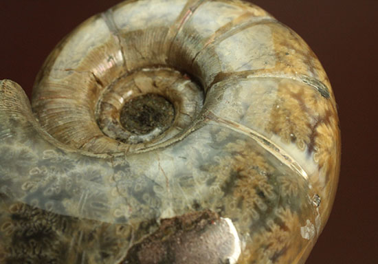 断面がスクエア!渦巻きの形の良さが特徴のポリッシュアンモナイト、リトセラス(Lytoceras)(その16)