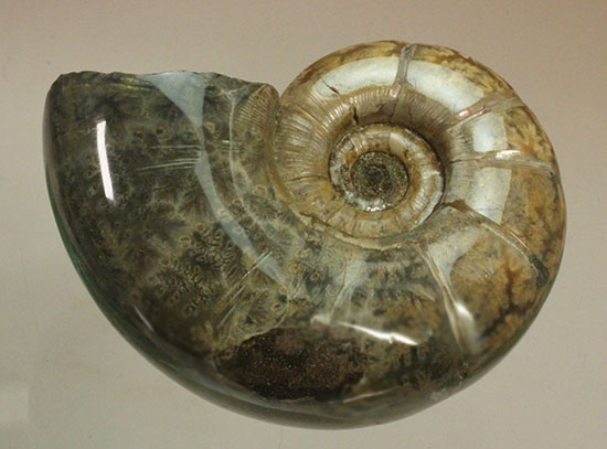 断面がスクエア！渦巻きの形の良さが特徴のポリッシュアンモナイト