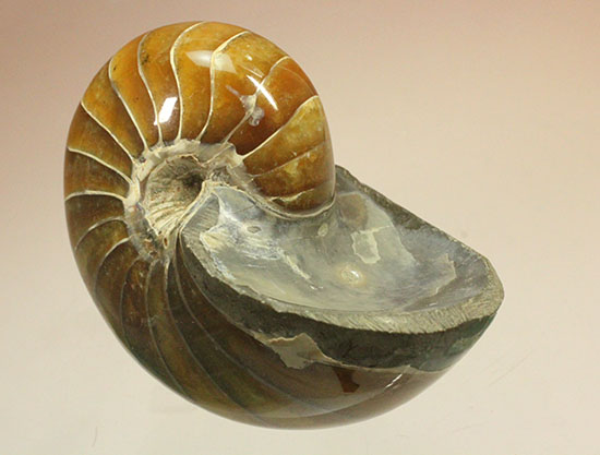 べっ甲色のグラデーションカラーがシックな、オウムガイ化石(Nautilus)（その2）
