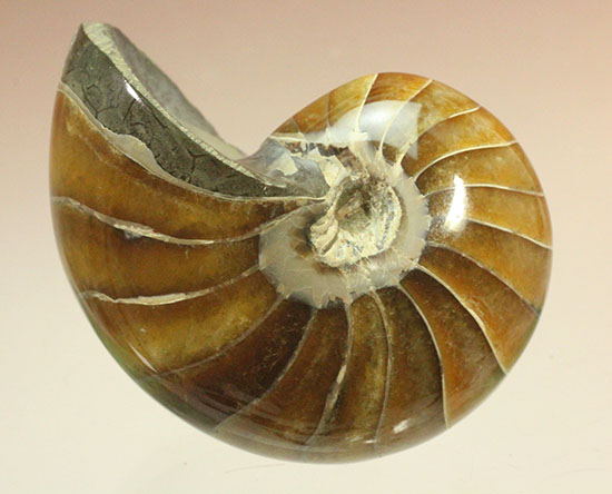 べっ甲色のグラデーションカラーがシックな、オウムガイ化石(Nautilus)（その4）