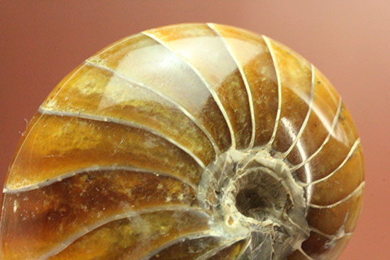 べっ甲色のグラデーションカラーがシックな、オウムガイ化石(Nautilus)（その7）