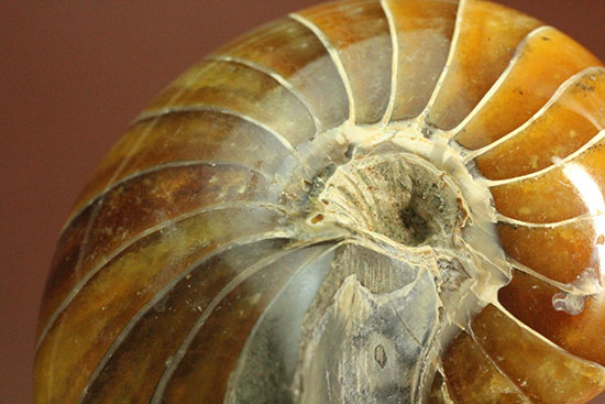 べっ甲色のグラデーションカラーがシックな、オウムガイ化石(Nautilus)（その8）