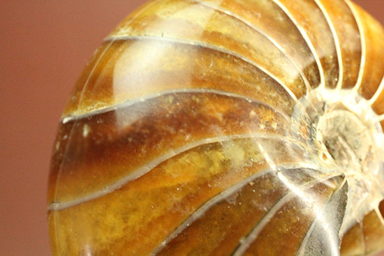 べっ甲色のグラデーションカラーがシックな、オウムガイ化石(Nautilus)（その9）