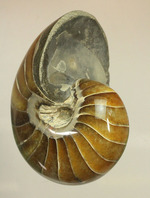 べっ甲色のグラデーションカラーがシックな、オウムガイ化石(Nautilus)