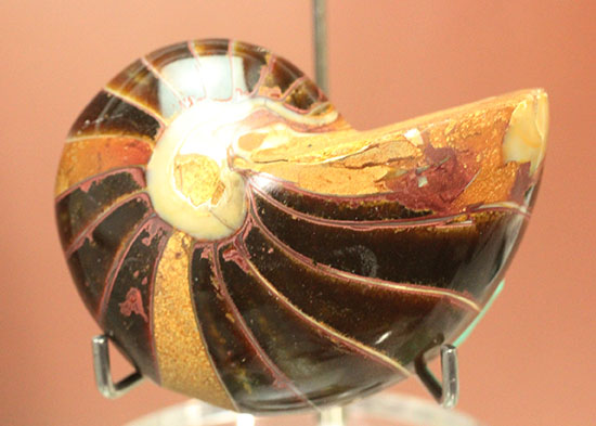なぜこの色となったのか・・・ユニークで妖艶な配色を有するオウムガイ化石(Nautilus)（その14）