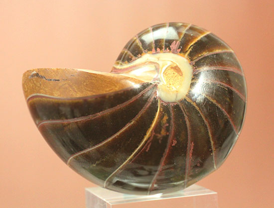 なぜこの色となったのか・・・ユニークで妖艶な配色を有するオウムガイ化石(Nautilus)（その2）