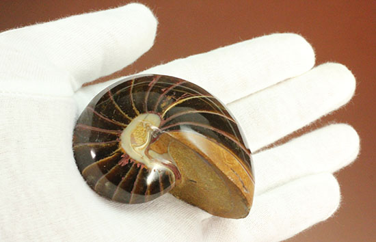なぜこの色となったのか・・・ユニークで妖艶な配色を有するオウムガイ化石(Nautilus)（その6）