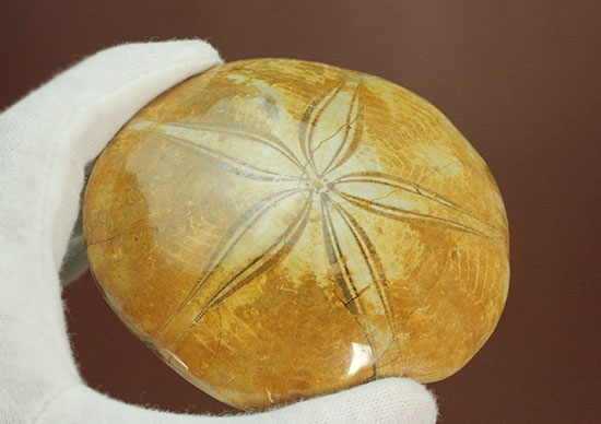 抜群の保存状態、５弁の花びらが見事な大きな古代のウニ化石(Echinoid)（その10）