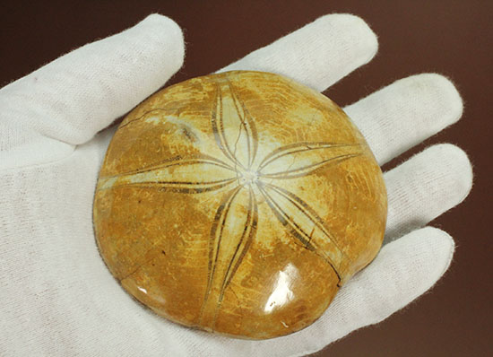 抜群の保存状態、５弁の花びらが見事な大きな古代のウニ化石(Echinoid)（その12）