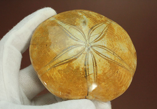 抜群の保存状態、５弁の花びらが見事な大きな古代のウニ化石(Echinoid)（その14）
