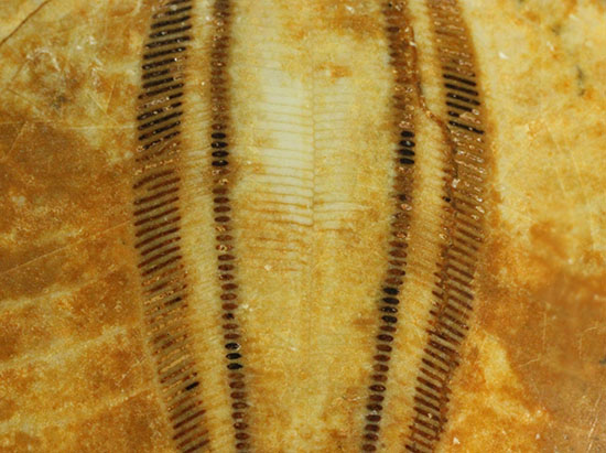抜群の保存状態、５弁の花びらが見事な大きな古代のウニ化石(Echinoid)（その16）