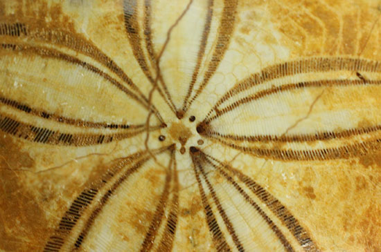 抜群の保存状態、５弁の花びらが見事な大きな古代のウニ化石(Echinoid)（その4）