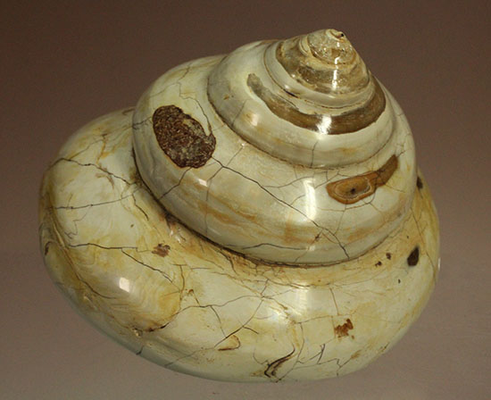 美しく磨き上げられた古代の巻き貝(腹足類)(その1)