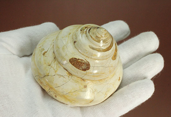 美しく磨き上げられた古代の巻き貝(腹足類)(その2)