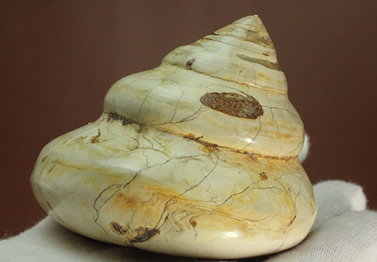 美しく磨き上げられた古代の巻き貝(腹足類)(その3)