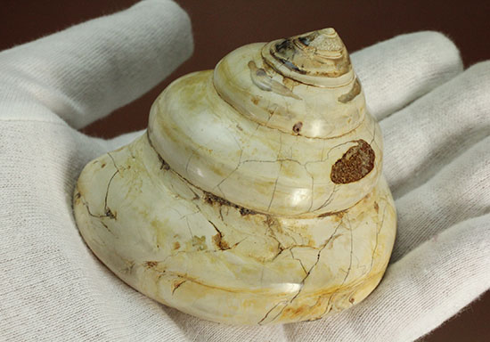 美しく磨き上げられた古代の巻き貝(腹足類)(その4)