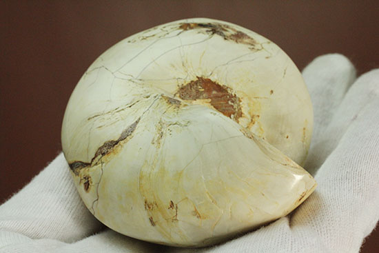 美しく磨き上げられた古代の巻き貝(腹足類)(その5)