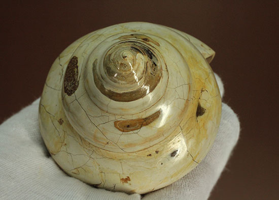 美しく磨き上げられた古代の巻き貝(腹足類)(その7)