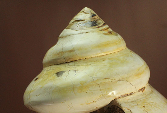 美しく磨き上げられた古代の巻き貝(腹足類)(その9)