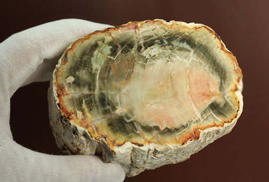 主役はどっちだ!?両面研磨で柔らかい色彩をもつ木化石、珪化木(その19)