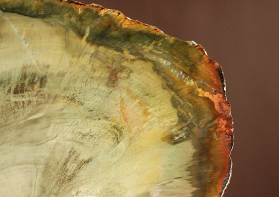 分厚く生々しい木肌！約２億年前の木化石、珪化木（ケイカボク）（その10）