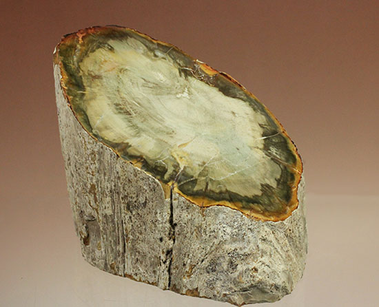 分厚く生々しい木肌！約２億年前の木化石、珪化木（ケイカボク）（その15）
