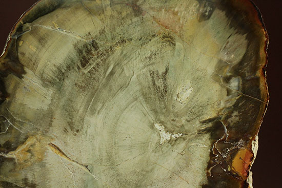 た*は様 ケイカボク　木化石　鑑賞石 ケイガボク（珪化木） (Petrified Wood) - Rock Identifier