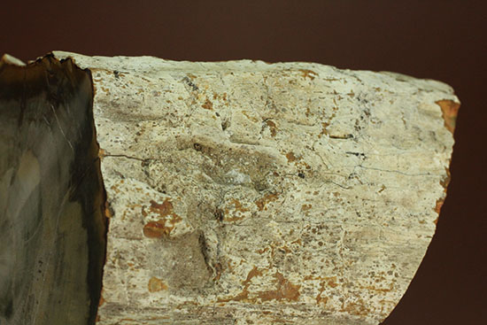 分厚く生々しい木肌！約２億年前の木化石、珪化木（ケイカボク）（その7）