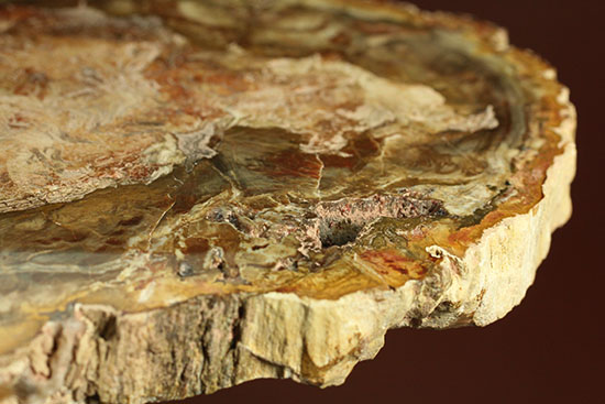 明るいブラウンカラーに包まれたインテリアにもなる木化石！マダガスカル産木化石、珪化木（その10）