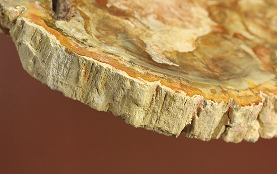 明るいブラウンカラーに包まれたインテリアにもなる木化石！マダガスカル産木化石、珪化木（その11）