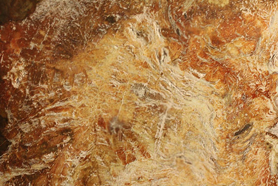明るいブラウンカラーに包まれたインテリアにもなる木化石！マダガスカル産木化石、珪化木（その18）
