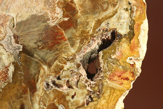 明るいブラウンカラーに包まれたインテリアにもなる木化石！マダガスカル産木化石、珪化木（その3）