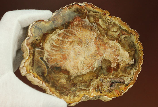 明るいブラウンカラーに包まれたインテリアにもなる木化石！マダガスカル産木化石、珪化木（その5）