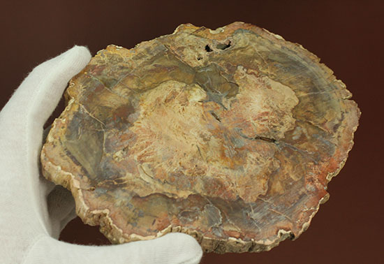 明るいブラウンカラーに包まれたインテリアにもなる木化石！マダガスカル産木化石、珪化木（その6）