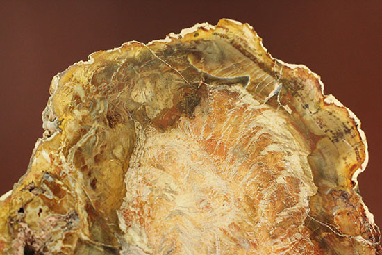 明るいブラウンカラーに包まれたインテリアにもなる木化石！マダガスカル産木化石、珪化木（その7）