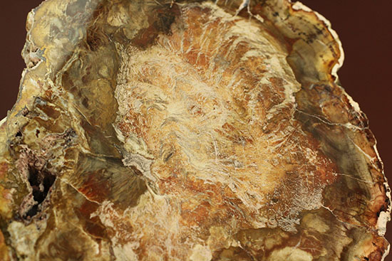 明るいブラウンカラーに包まれたインテリアにもなる木化石！マダガスカル産木化石、珪化木（その8）