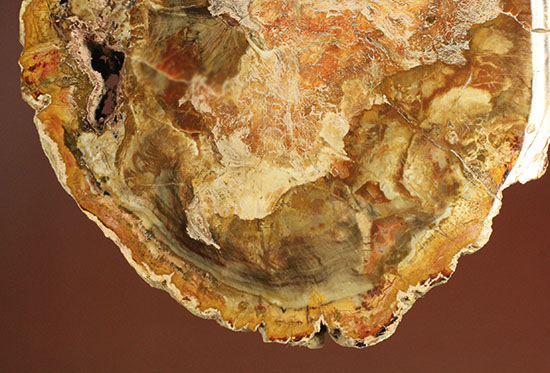 明るいブラウンカラーに包まれたインテリアにもなる木化石！マダガスカル産木化石、珪化木（その9）