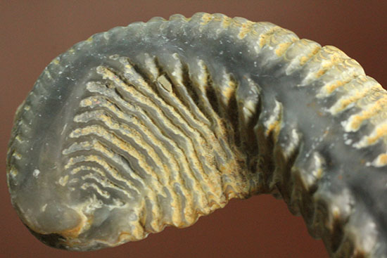 奇怪なフォルムがユニークな、白亜紀のカキ化石（その12）