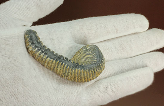 奇怪なフォルムがユニークな、白亜紀のカキ化石(その3)